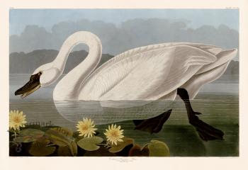 411 Common American Swan